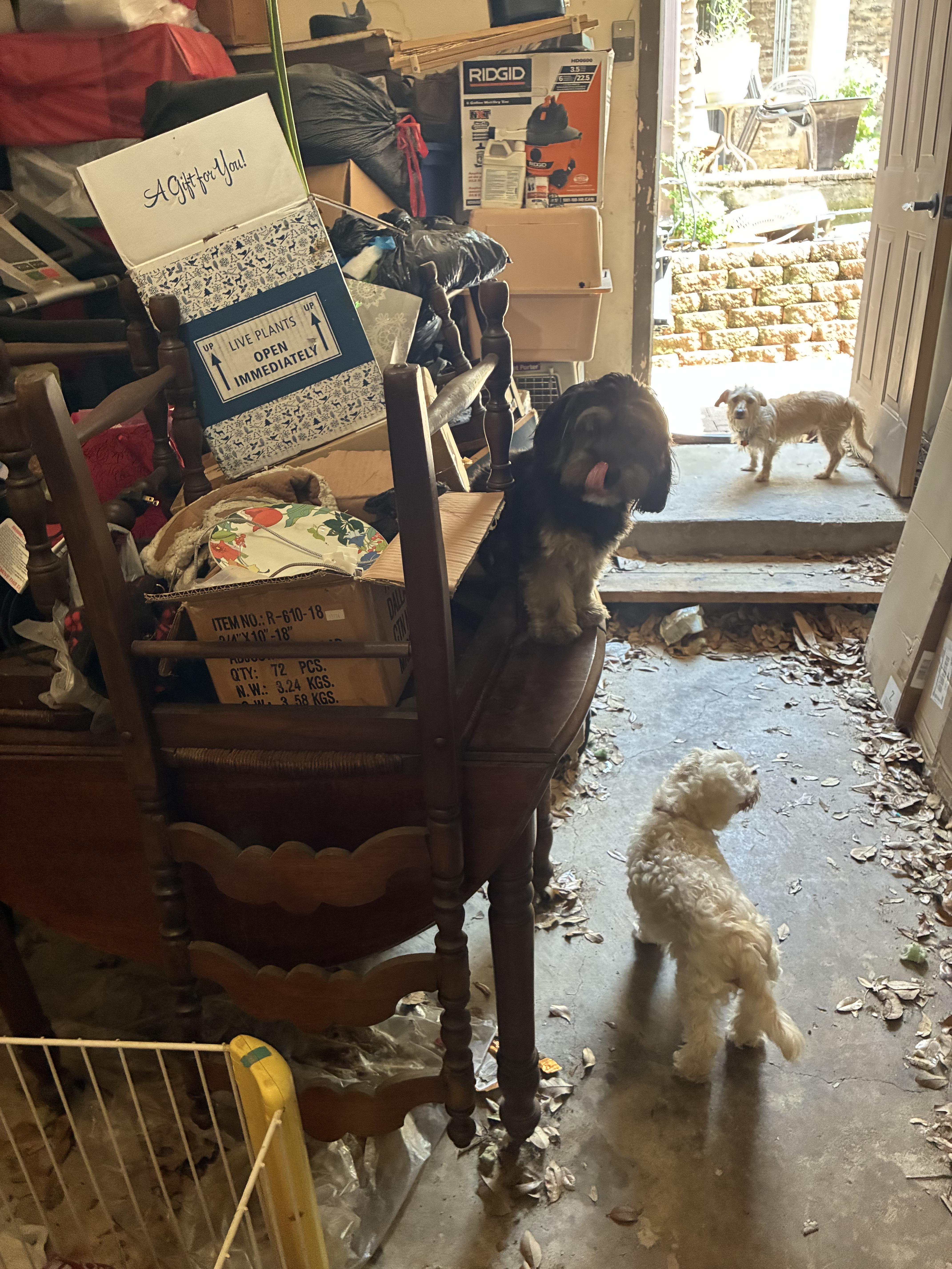 Mina, an adopted mixed breed in Garland, TX image 1/5