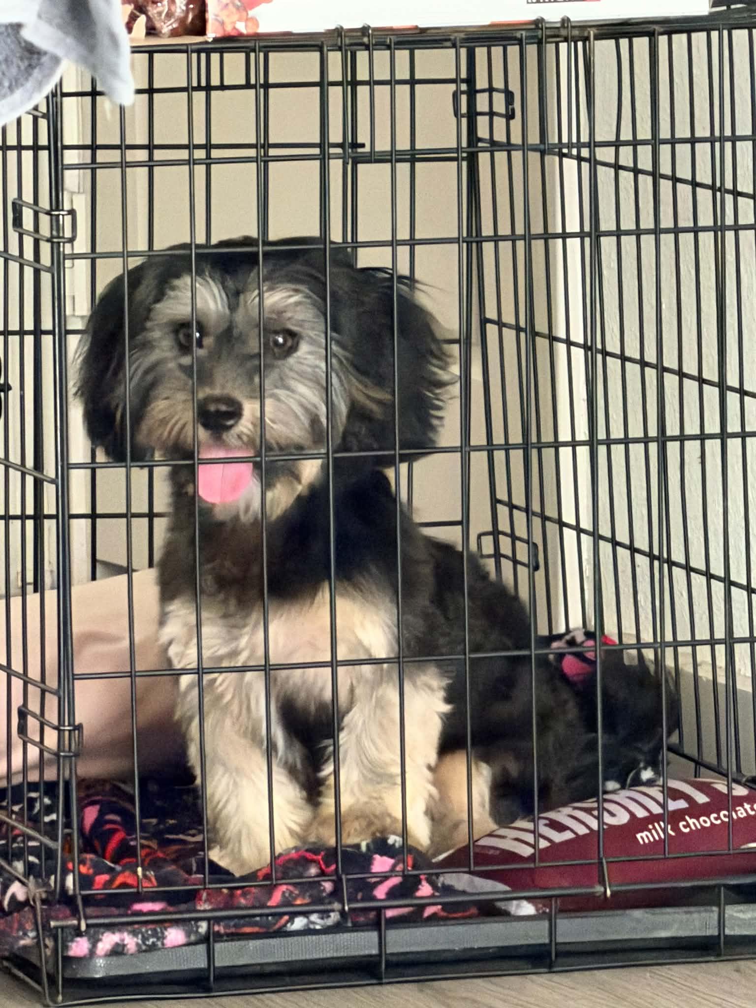 Mina, an adopted mixed breed in Garland, TX image 5/5