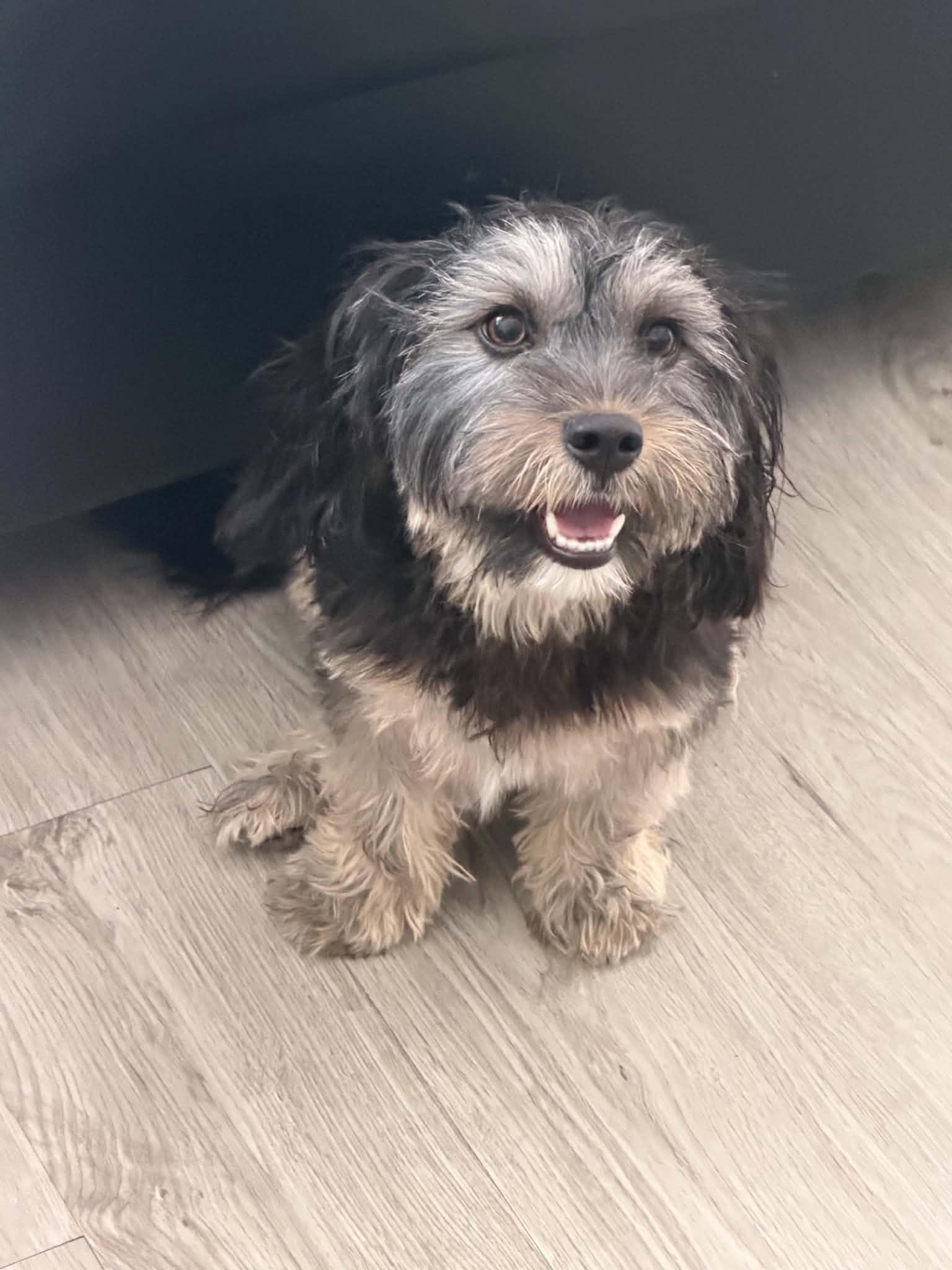 Mina, an adopted mixed breed in Garland, TX image 2/5