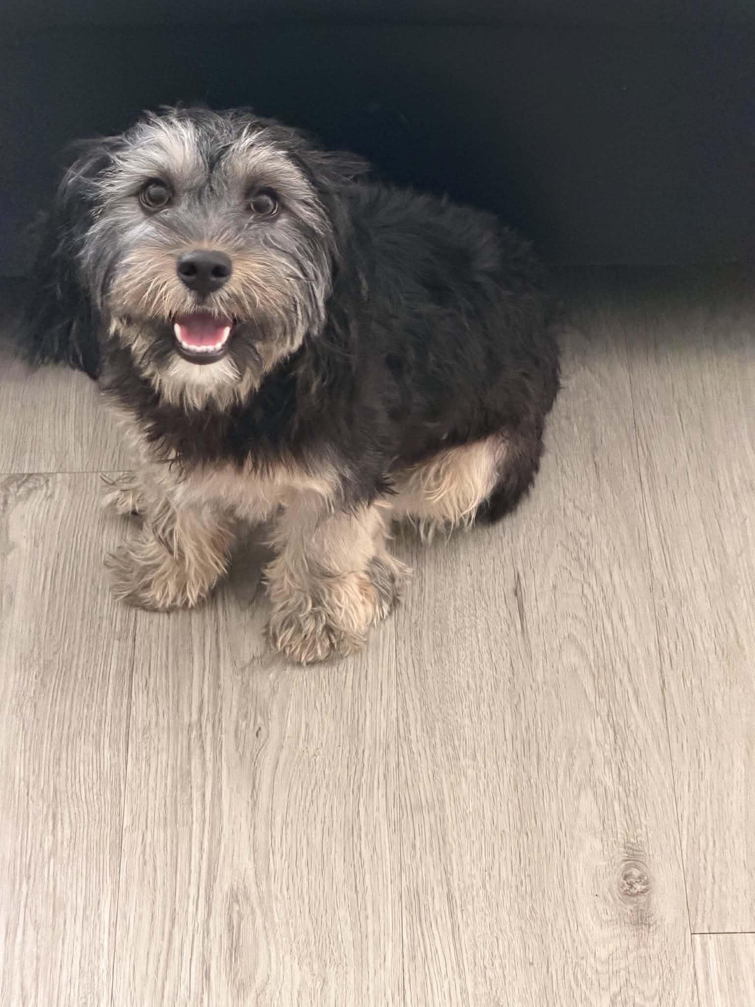 Mina, an adopted mixed breed in Garland, TX image 4/5
