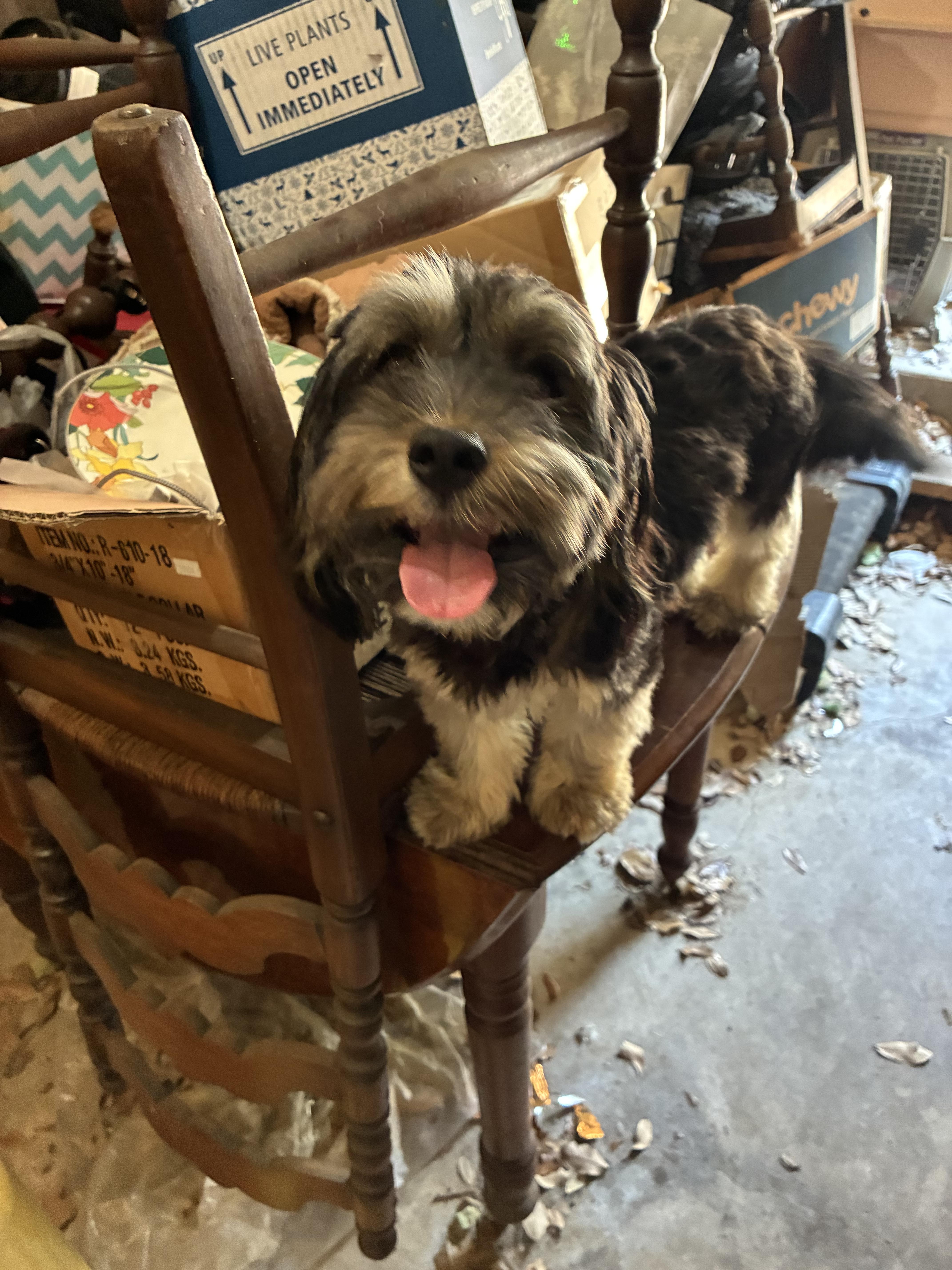 Mina, an adopted mixed breed in Garland, TX image 3/5