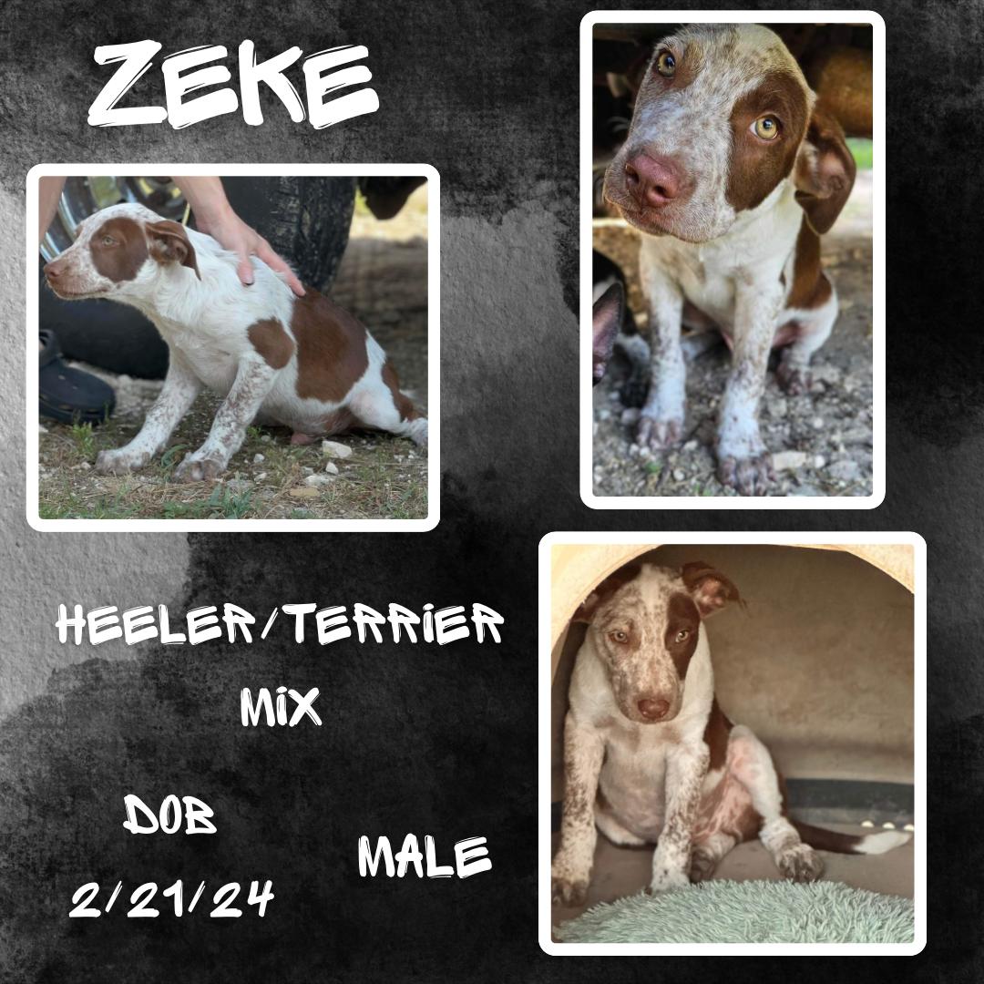 Zeke, an adopted Australian Cattle Dog / Blue Heeler & Terrier Mix in Caldwell, TX_image-1
