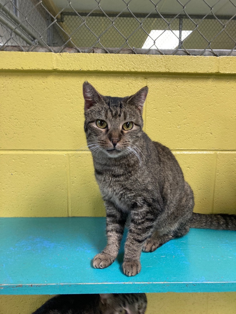 Blue Jay, a Adoptable Tabby in Pottsville, PA image 1/3