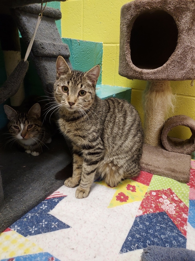 Blue Jay, a Adoptable Tabby in Pottsville, PA image 2/3