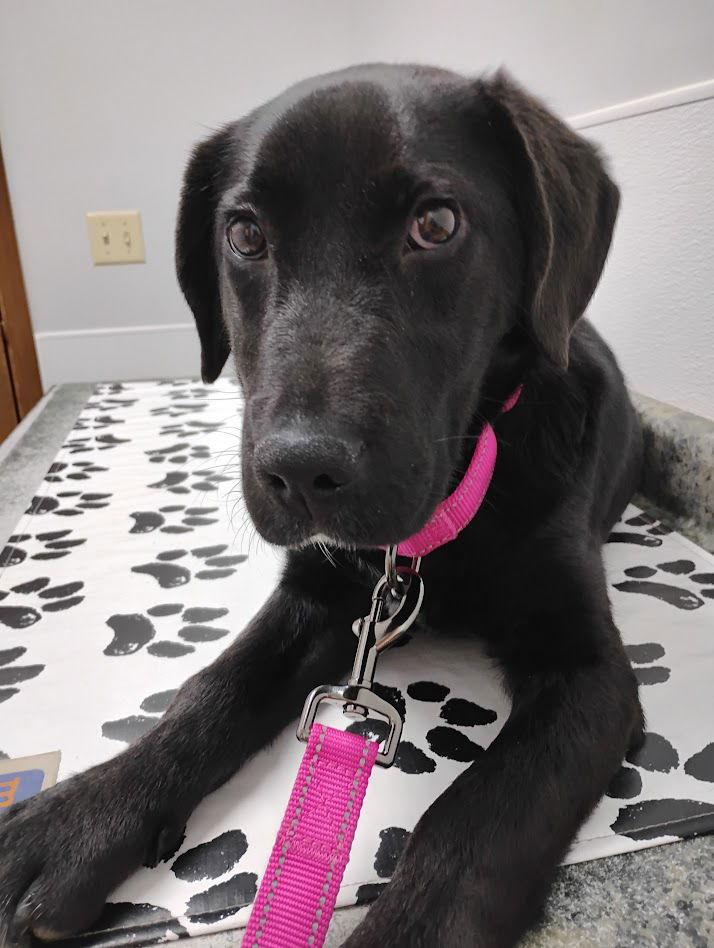 Enlarge Dottie, a Adoptable mixed breed in Clearfield, KY image 1/1