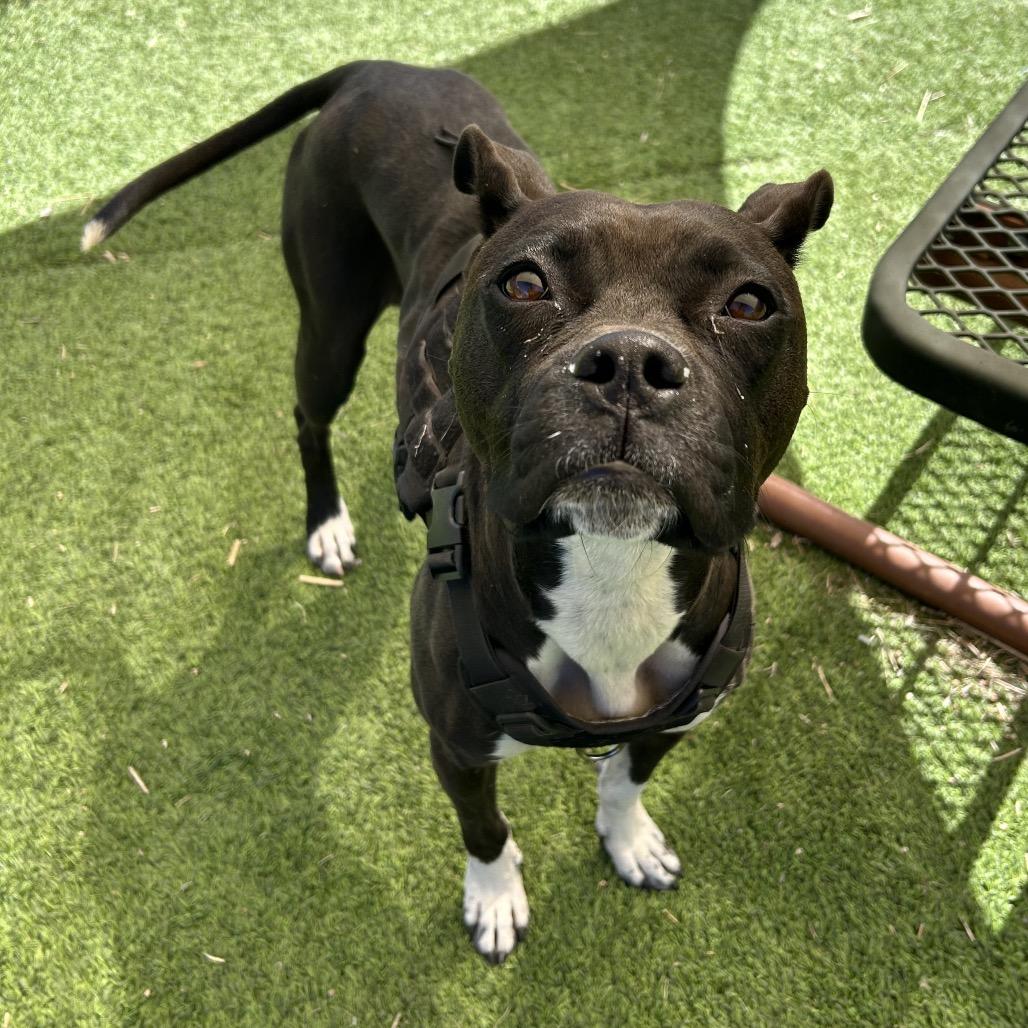 Security - sweet Boxer girl!, a Adoptable mixed breed in Flagstaff, AZ image 1/6