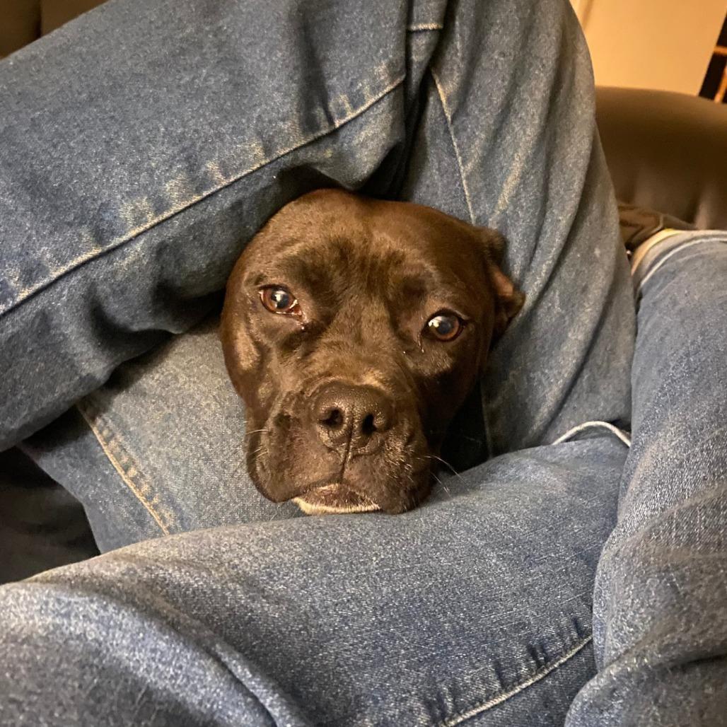 Security - sweet Boxer girl!, a Adoptable mixed breed in Flagstaff, AZ image 4/6