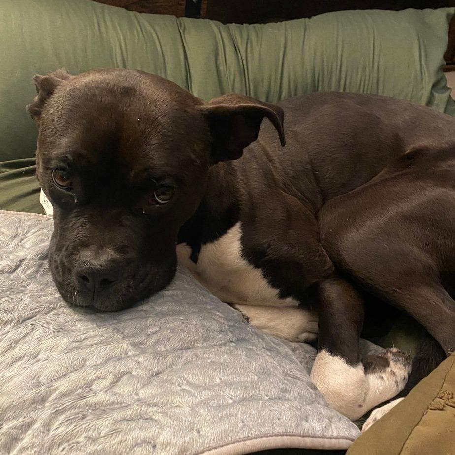 Security - sweet Boxer girl!, a Adoptable mixed breed in Flagstaff, AZ image 6/6