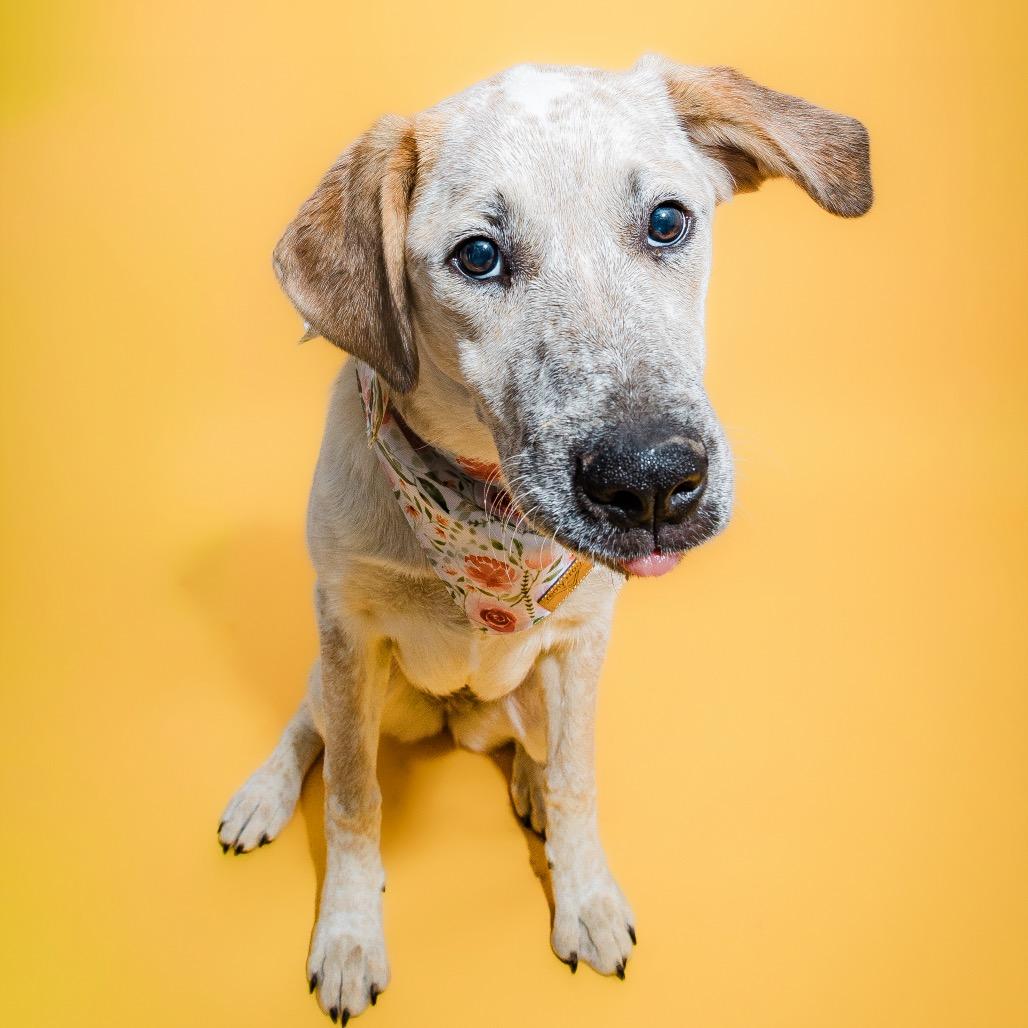 Enlarge Georgina, a ADOPTABLE mixed breed in Columbia, MO image 3/3