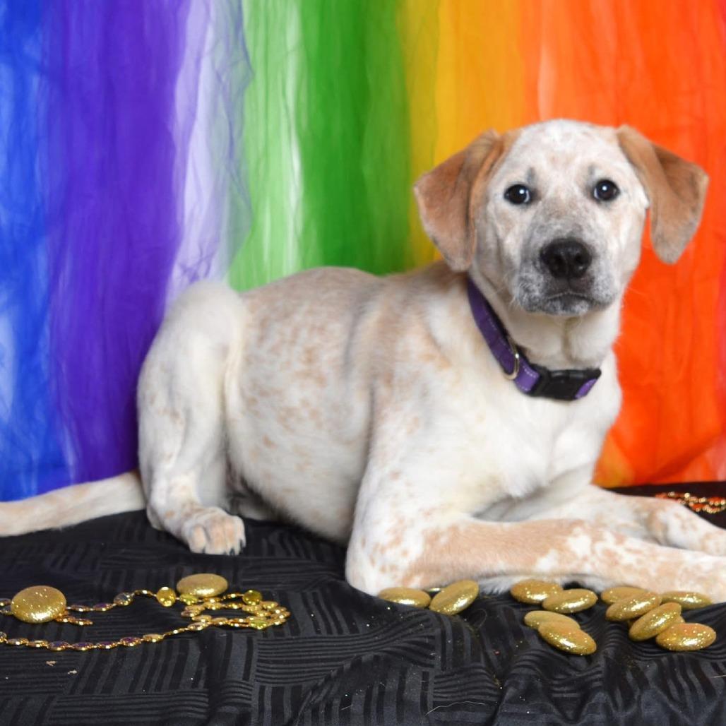 Enlarge Georgina, a ADOPTABLE mixed breed in Columbia, MO image 2/3