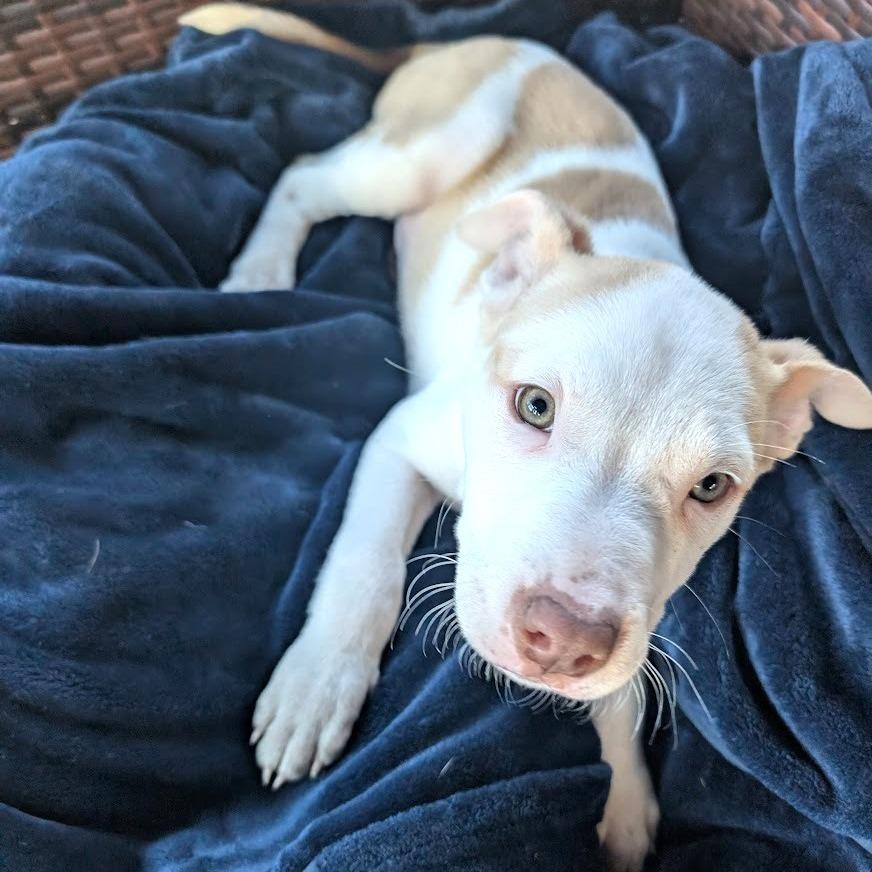 Steve Harrington, Adoptable, Puppy Male Mixed Breed.