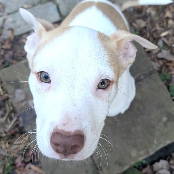 Enlarge Steve Harrington, a Adoptable Mixed Breed in Raleigh, NC image 2/6
