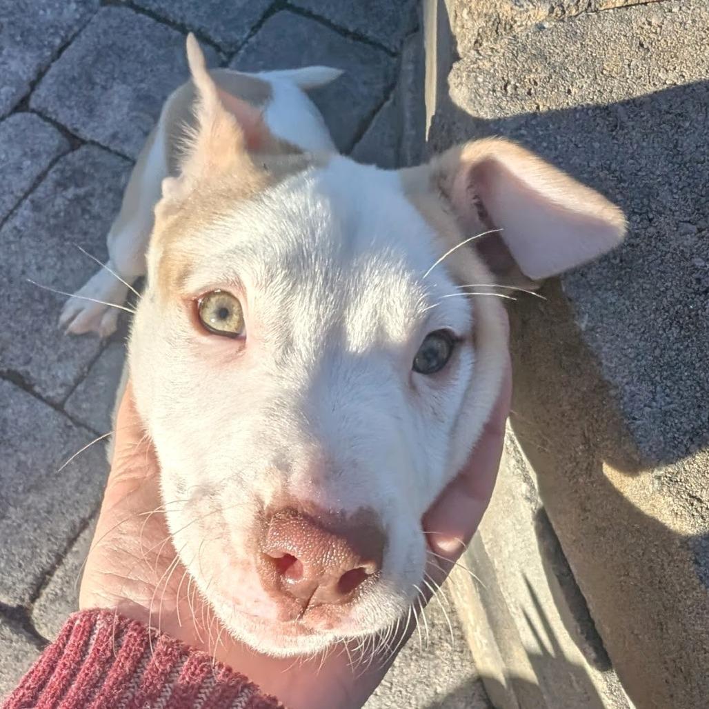 Enlarge Steve Harrington, a Adoptable Mixed Breed in Raleigh, NC image 3/6