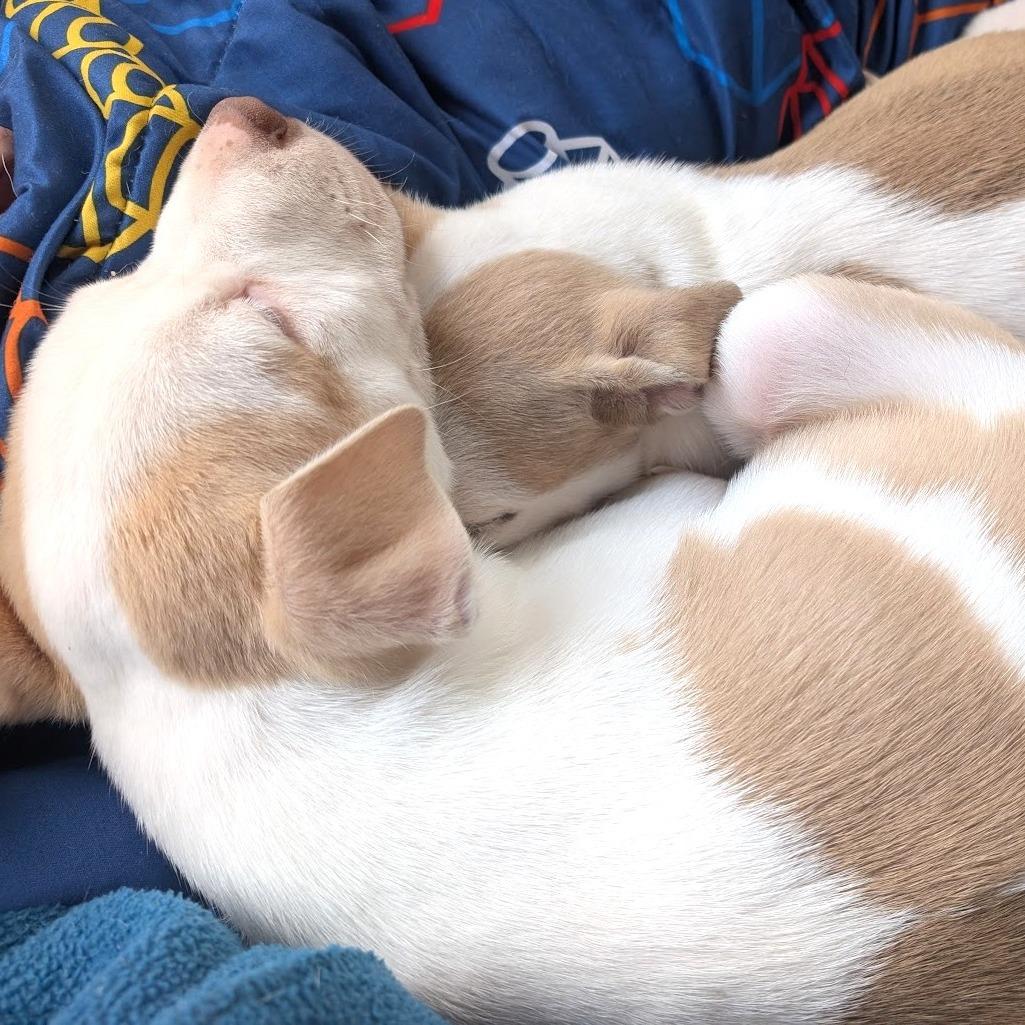 Enlarge Steve Harrington, a Adoptable Mixed Breed in Raleigh, NC image 5/6