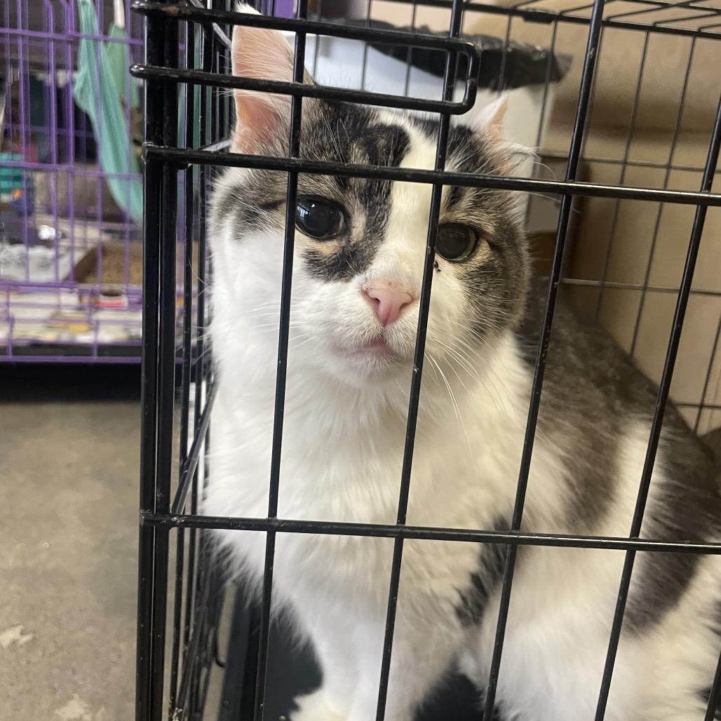 Enlarge Big Mamma, a Adoptable mixed breed in Branson, MO image 1/1