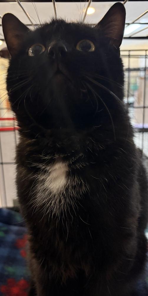 MILO, Adoptable, Adult Male Domestic Short Hair.