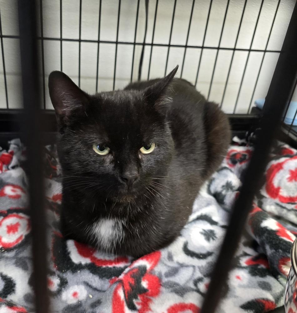 MILO, a Adoptable mixed breed in Southbury, CT image 2/5