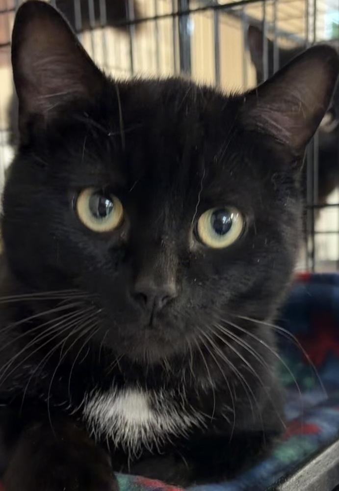 MILO, a Adoptable mixed breed in Southbury, CT image 3/5