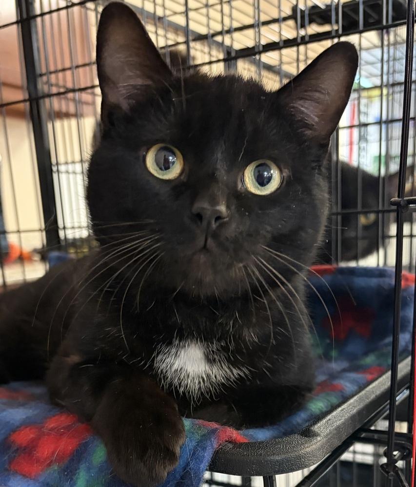 MILO, a Adoptable mixed breed in Southbury, CT image 4/5