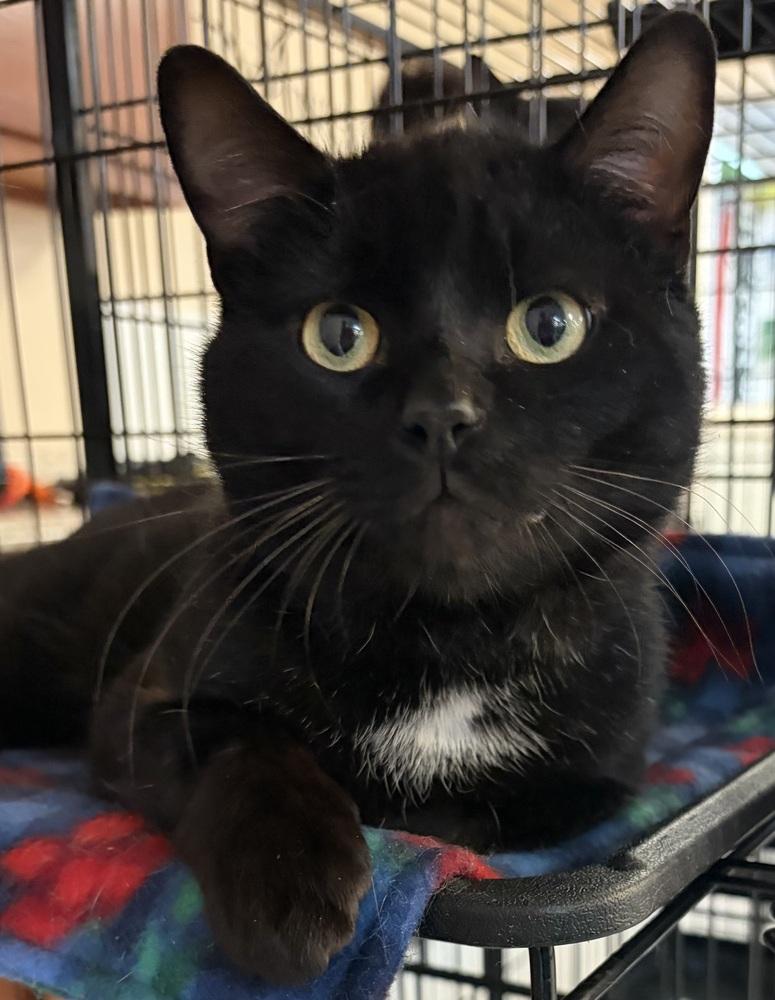 MILO, a Adoptable mixed breed in Southbury, CT image 5/5