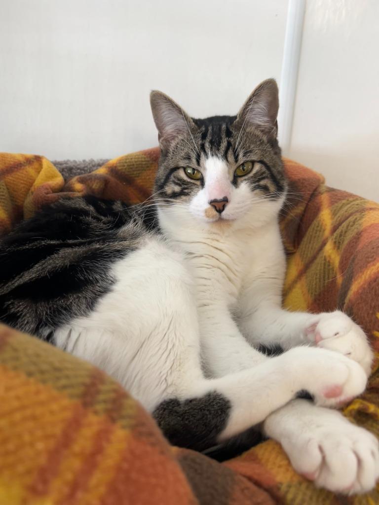 Cutie, Adoptable, Kitten Male Domestic Short Hair.