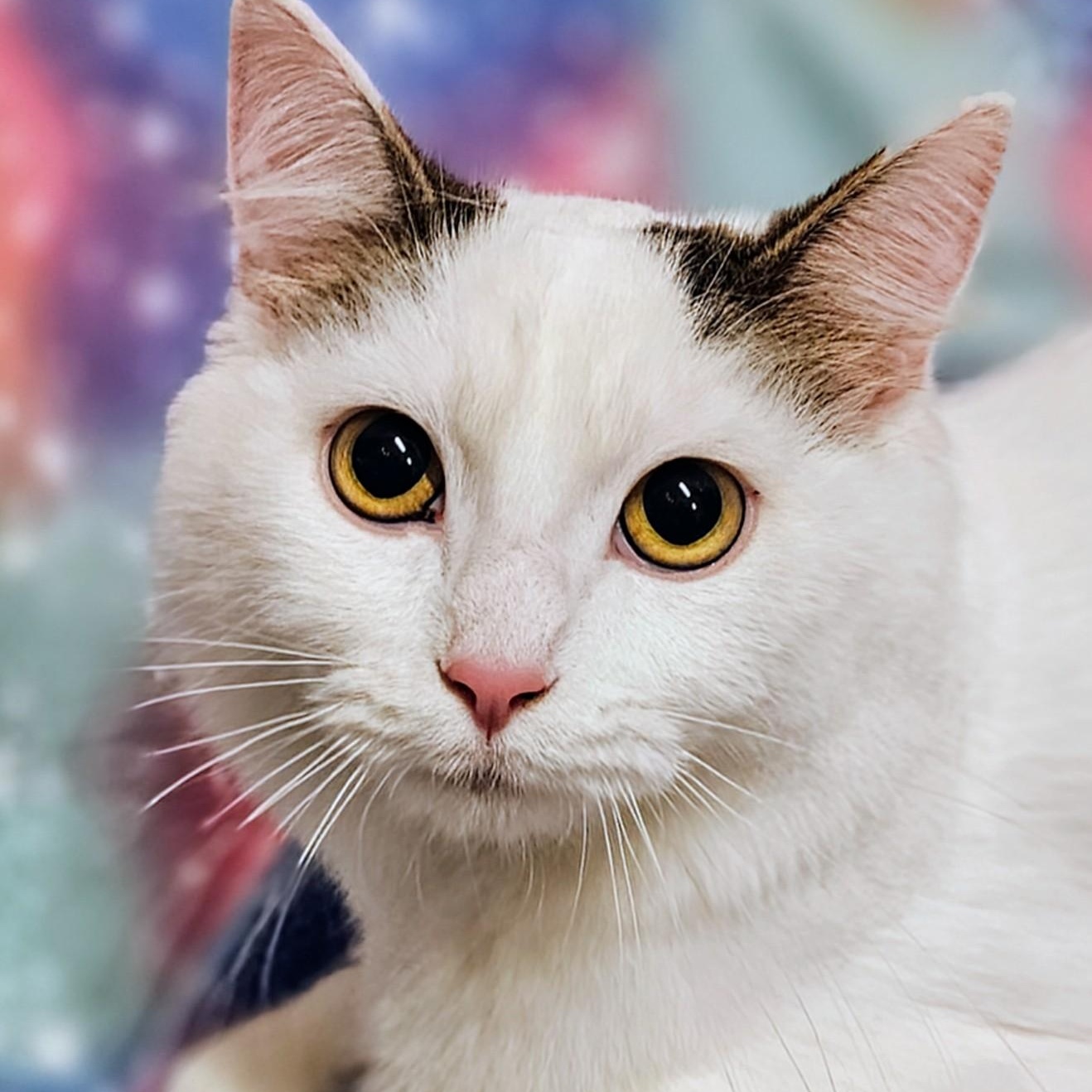 Lily - Rancho Cucamonga PetSmart, Adoptable, Kitten Female Domestic Medium Hair.