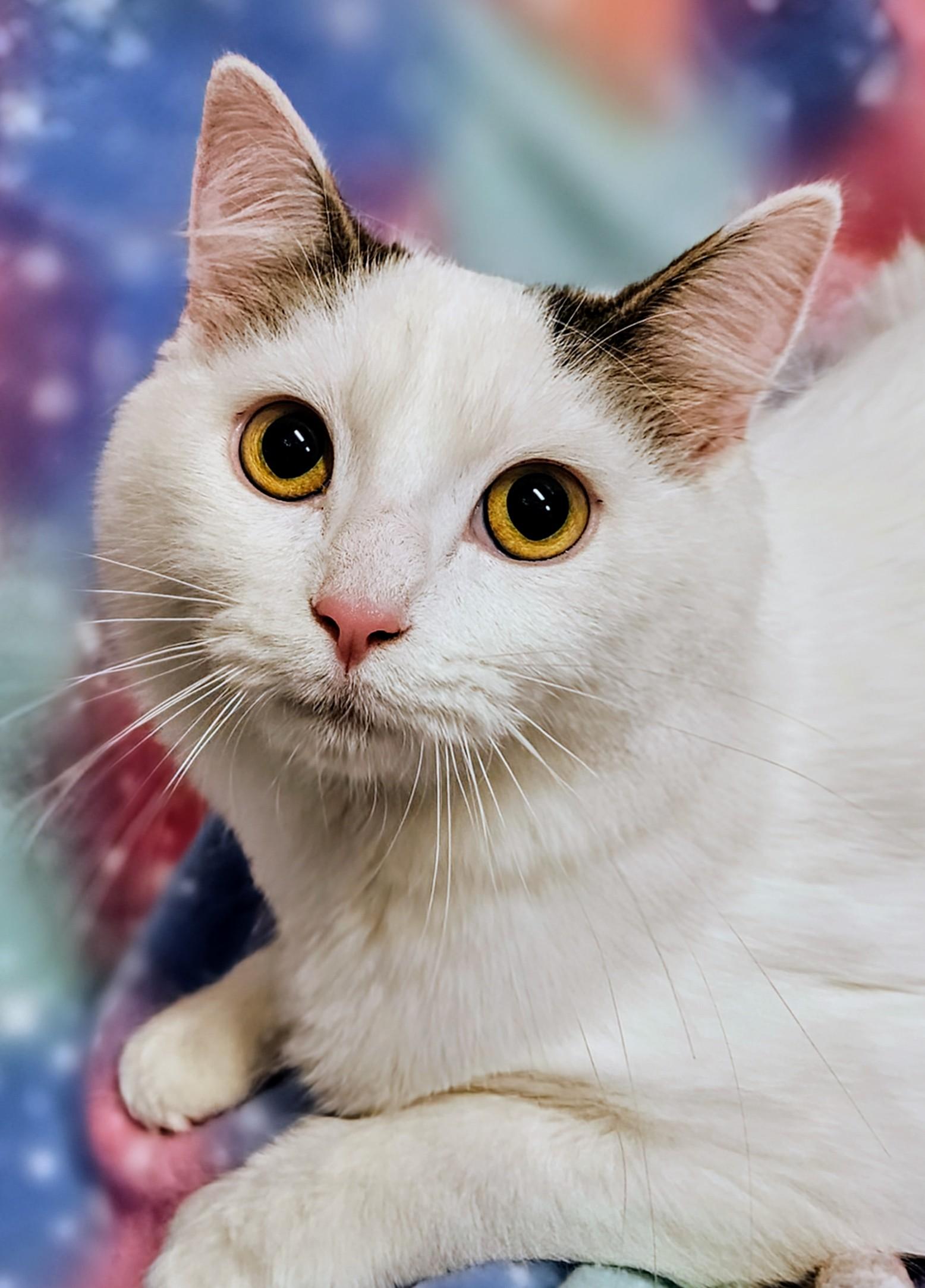 Enlarge Lily - Rancho Cucamonga PetSmart, a Adoptable Domestic Medium Hair in Rancho Cucamonga, CA image 2/2