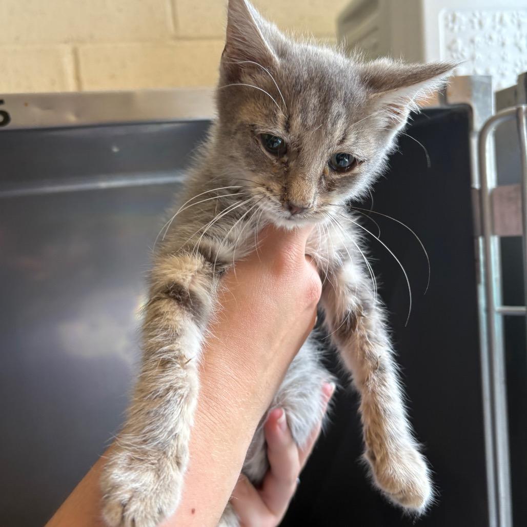Pongo, Adoptable, Young Male Domestic Short Hair.