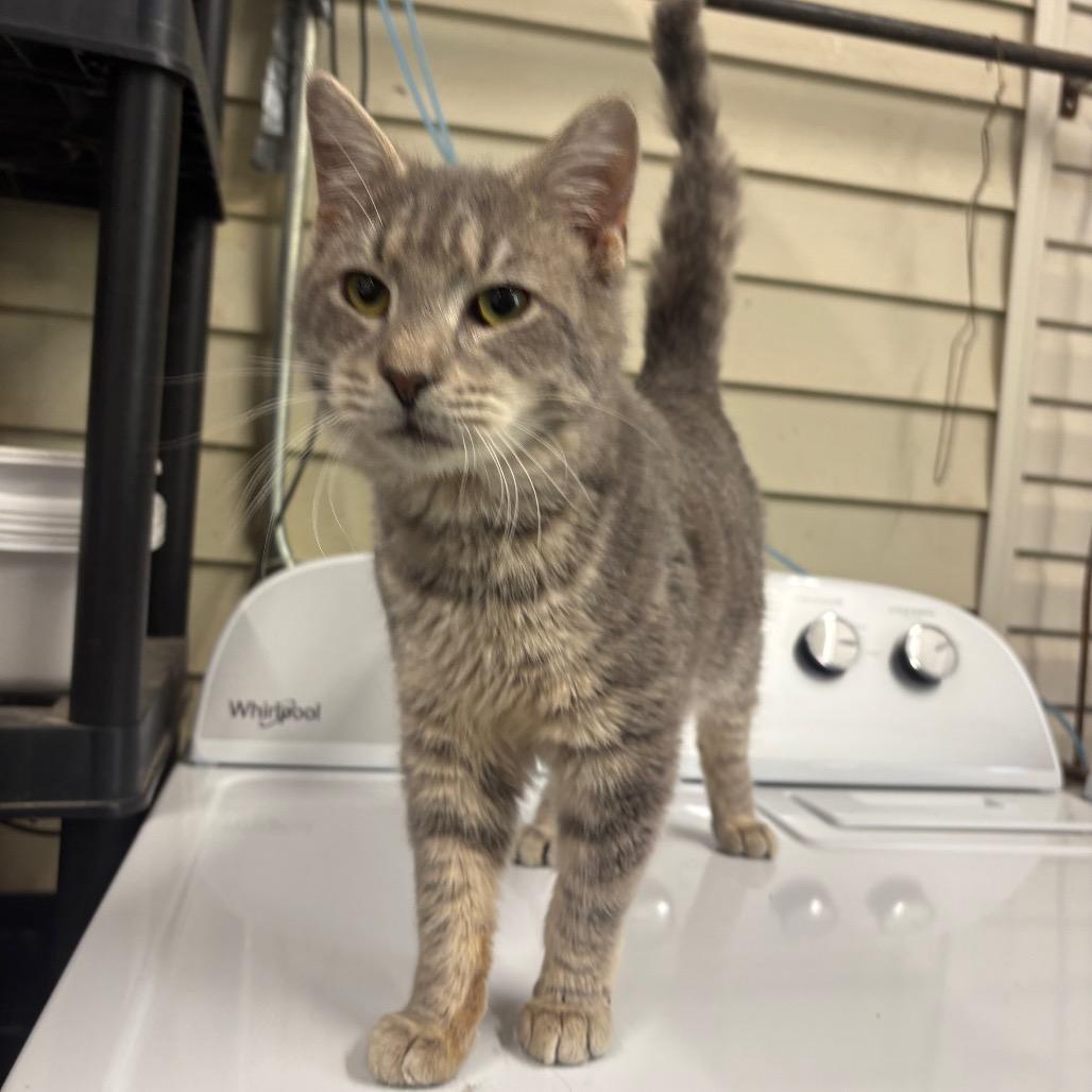 Enlarge Pongo, a Adoptable Domestic Short Hair in Morganton, NC image 2/2