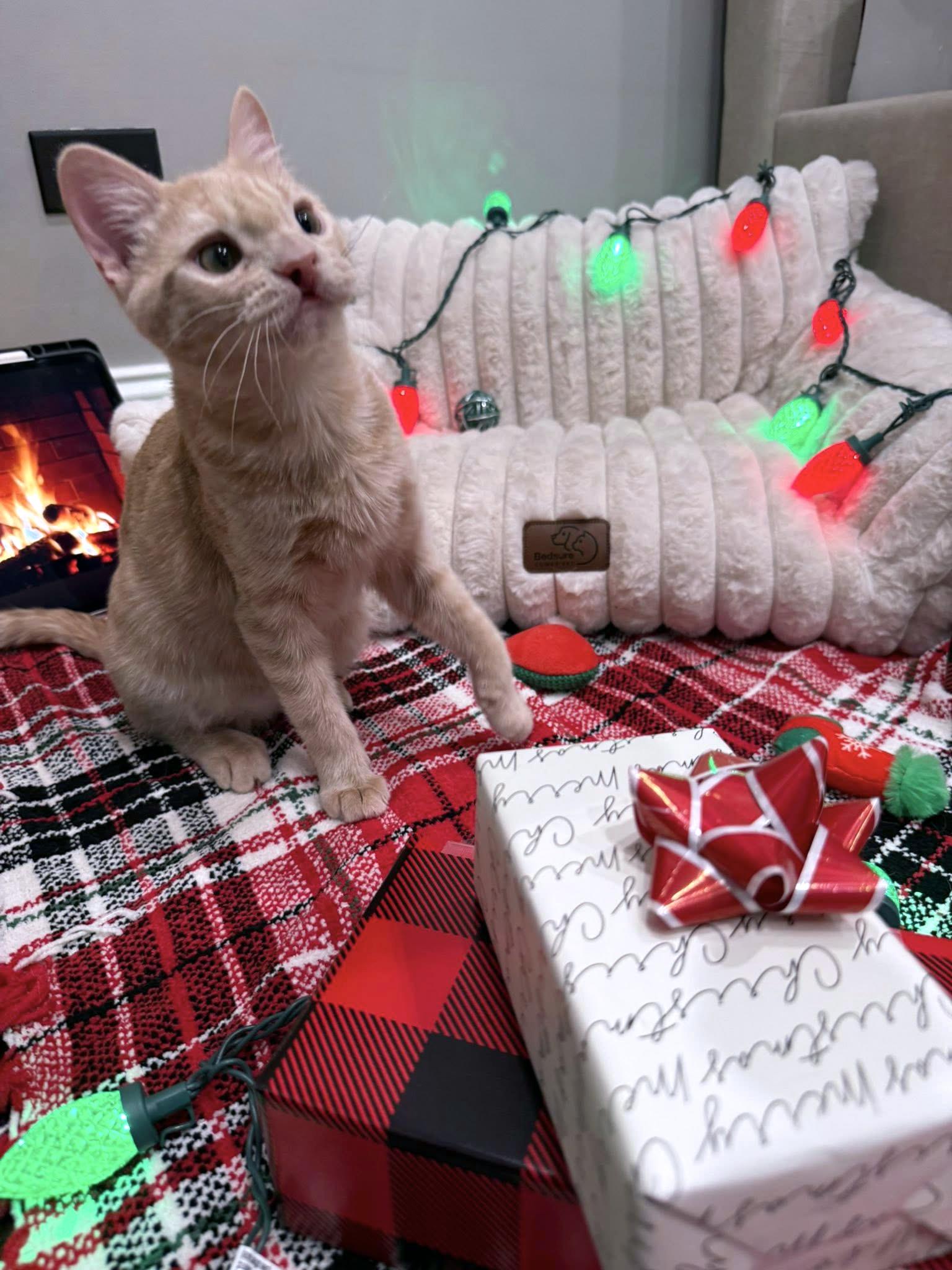 Enlarge Pudge, a ADOPTABLE Domestic Short Hair in Crystal Lake, IL image 2/2