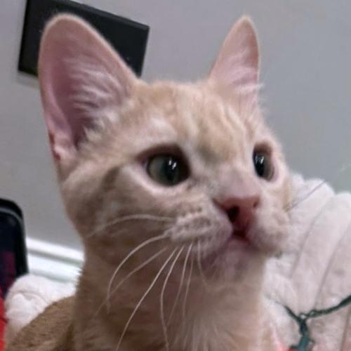 Pudge, ADOPTABLE, Kitten Male Domestic Short Hair.