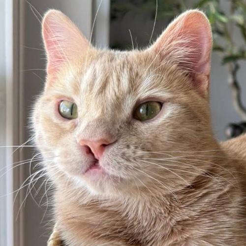 Pudge, ADOPTABLE, Kitten Male Domestic Short Hair.