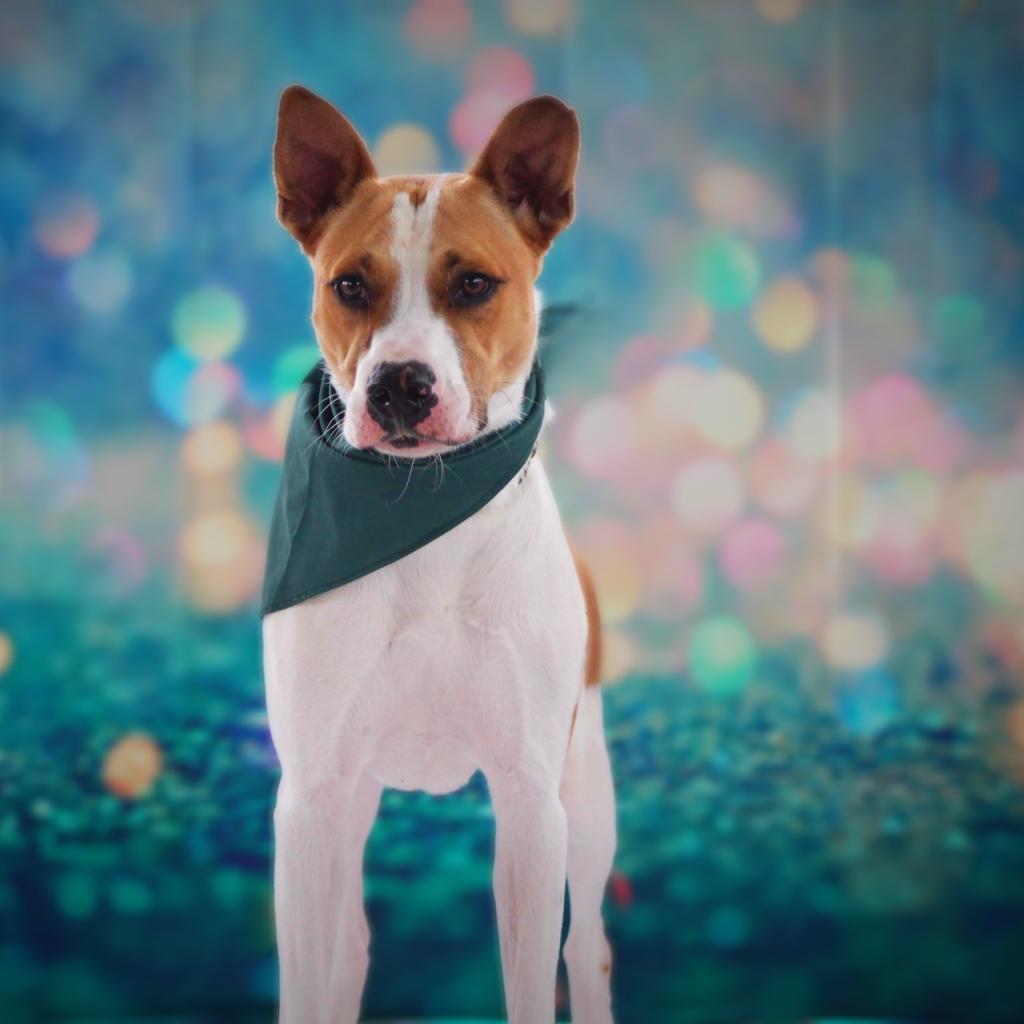 Bobby Darin (D.O.G.) JuM*