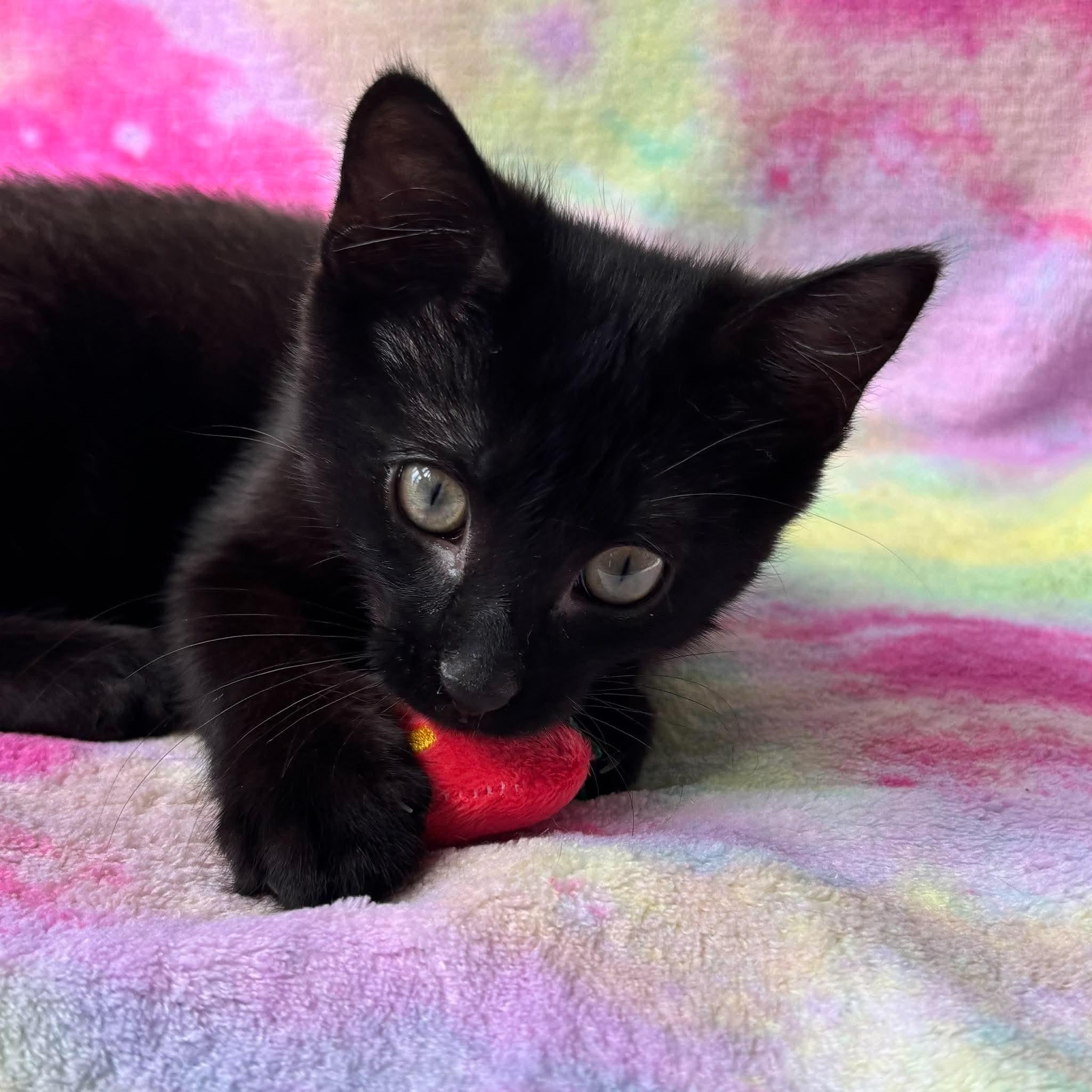 Enlarge SPLOTCH, a Adoptable Domestic Short Hair in Tillsonburg, ON image 2/4