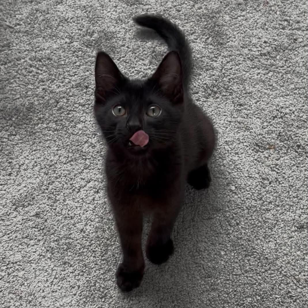 Enlarge SPLOTCH, a Adoptable Domestic Short Hair in Tillsonburg, ON image 4/4