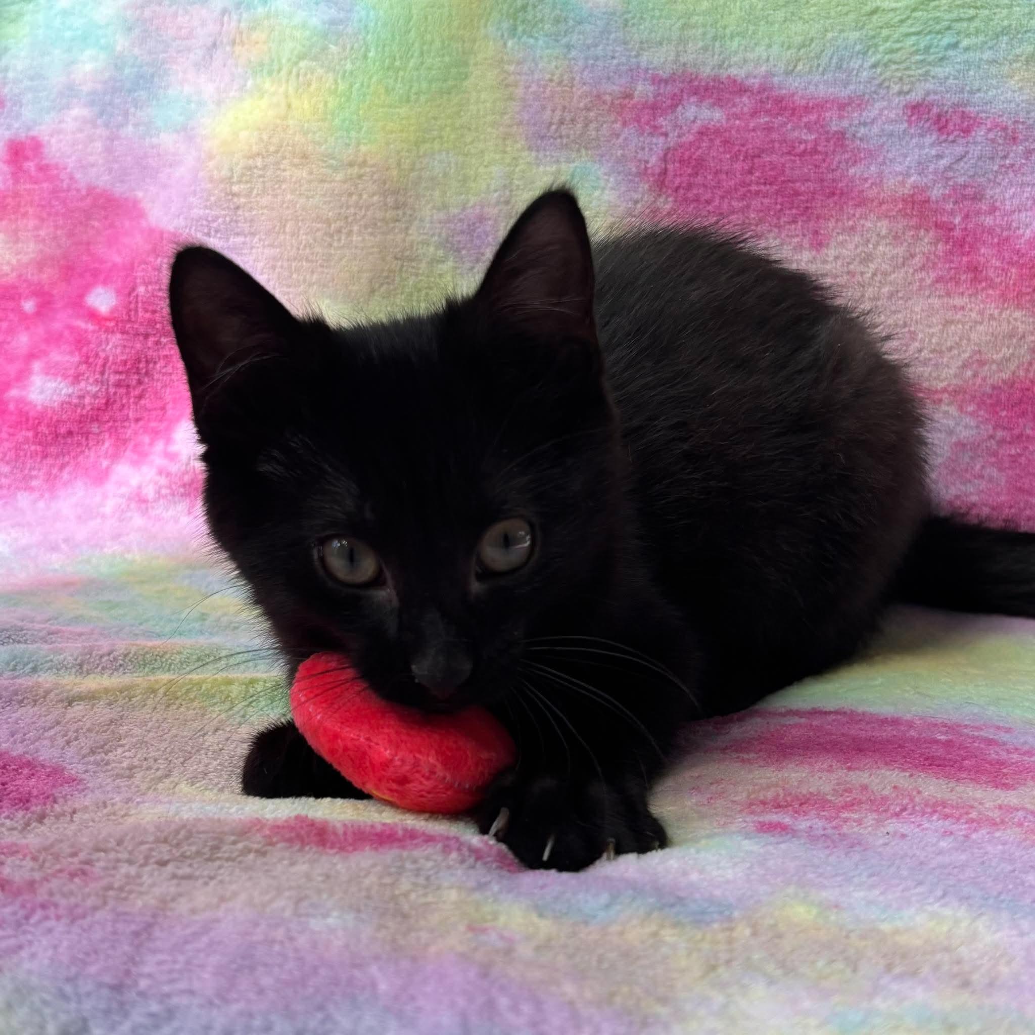 Enlarge SPLOTCH, a Adoptable Domestic Short Hair in Tillsonburg, ON image 1/4