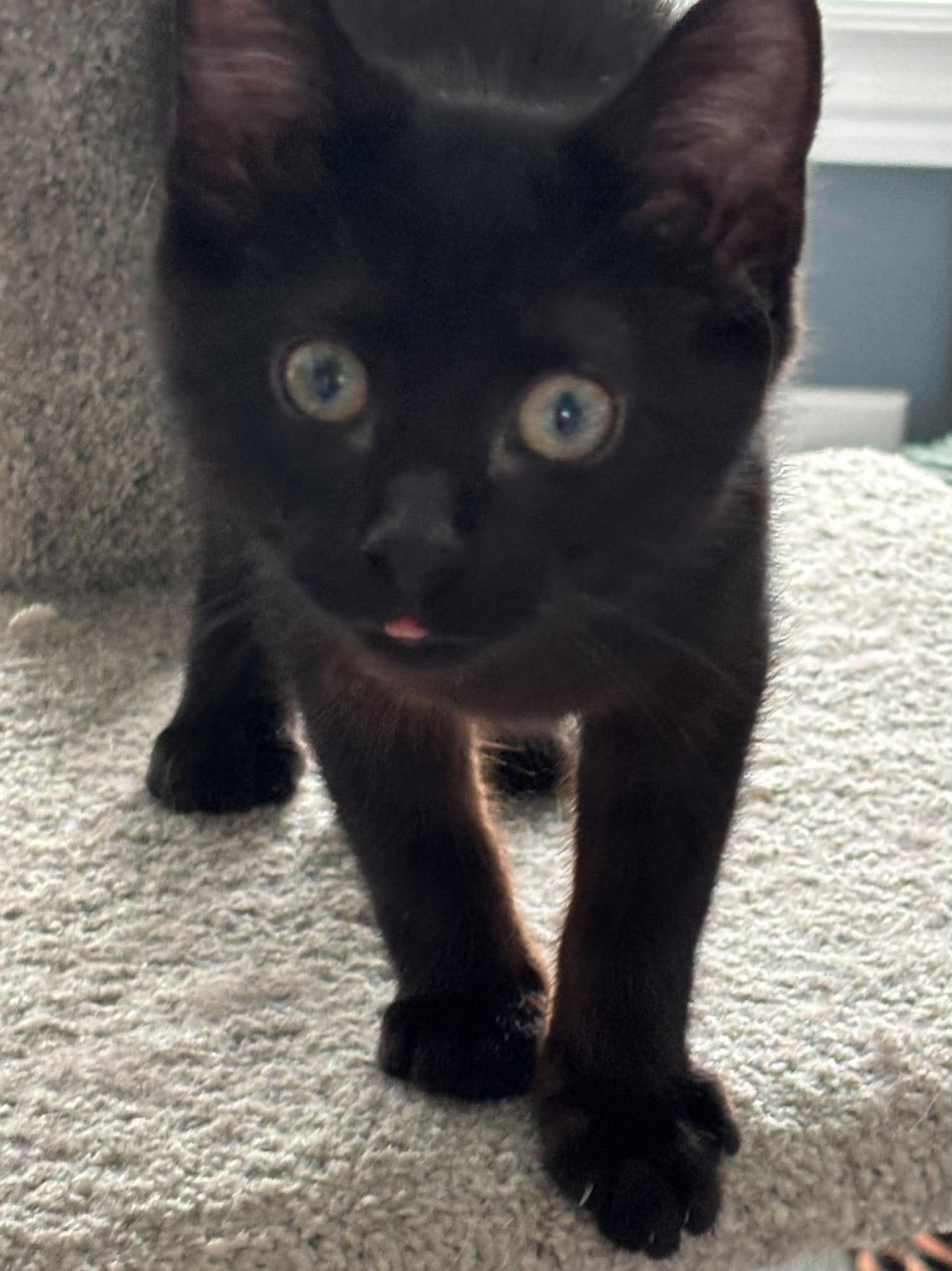 Enlarge SPLOTCH, a Adoptable Domestic Short Hair in Tillsonburg, ON image 3/4