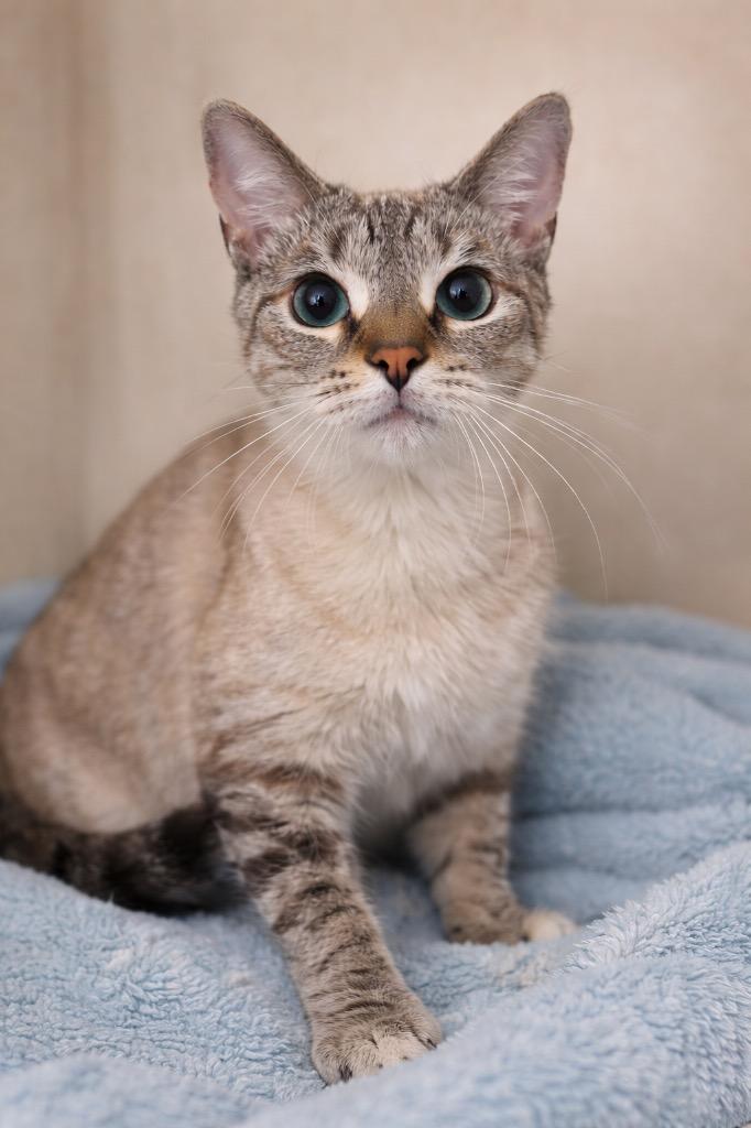 Enlarge Sapphire, a Adoptable mixed breed in Huntington, IN image 1/1