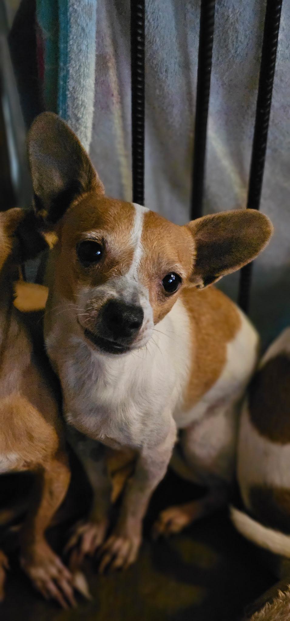 Frank, ADOPTABLE, Adult Male Chihuahua.