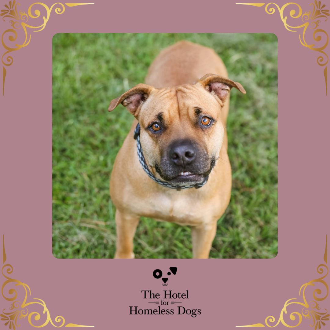 Sweetie, Adoptable, Adult Female Boxer & Black Mouth Cur.