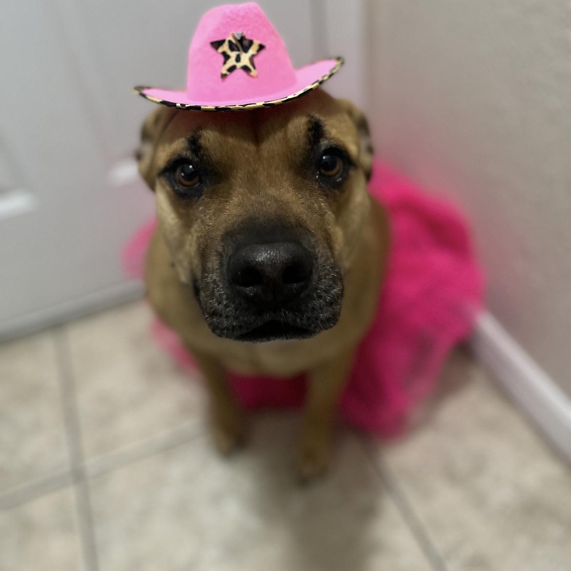 Sweetie, a Adoptable mixed breed in Cumberland, RI image 6/6