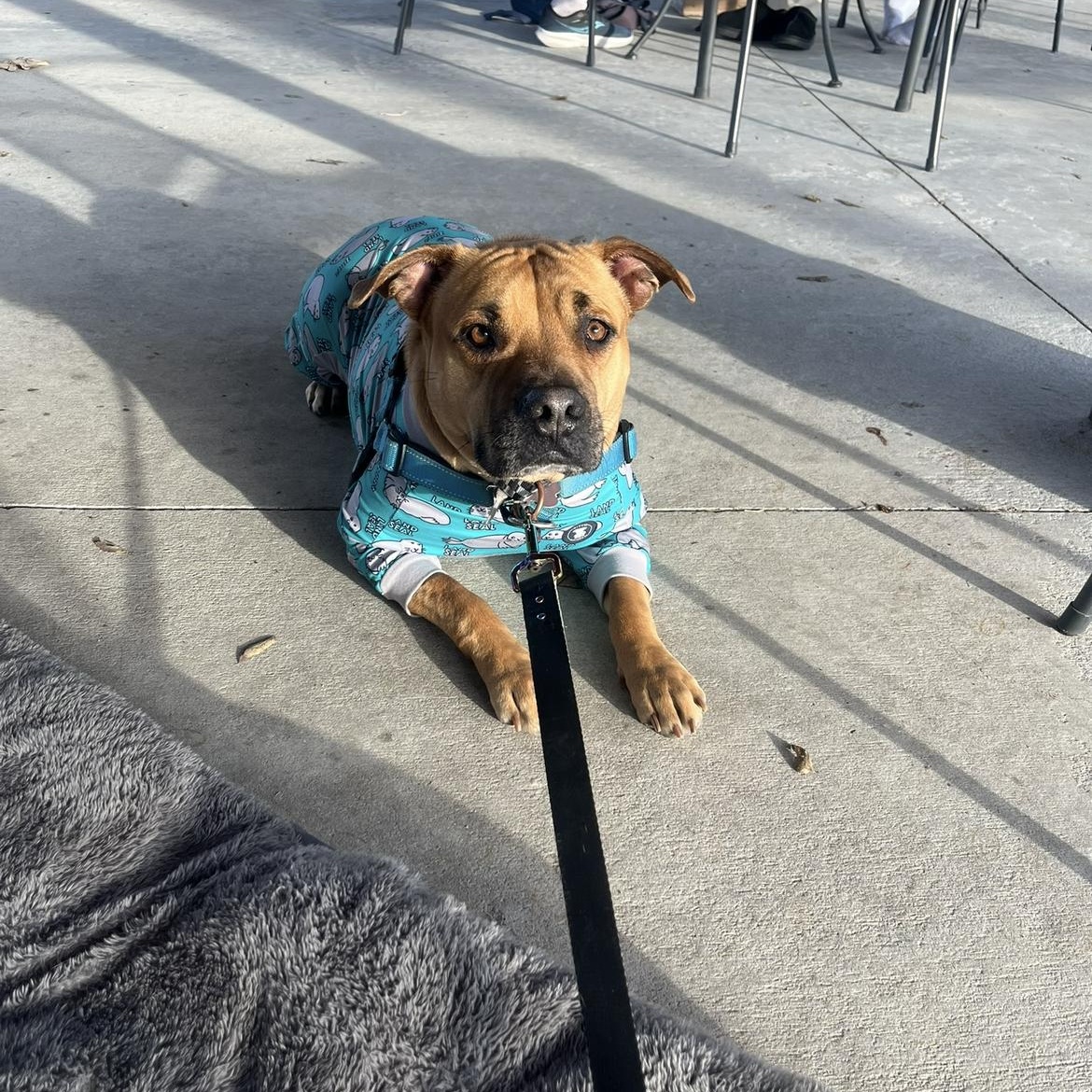 Sweetie, a Adoptable mixed breed in Cumberland, RI image 5/6