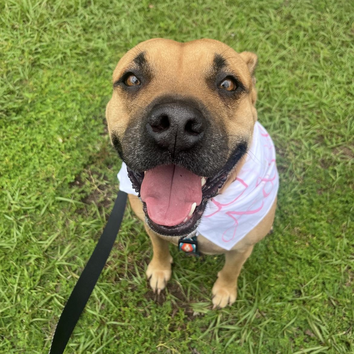 Sweetie, a Adoptable mixed breed in Cumberland, RI image 4/6