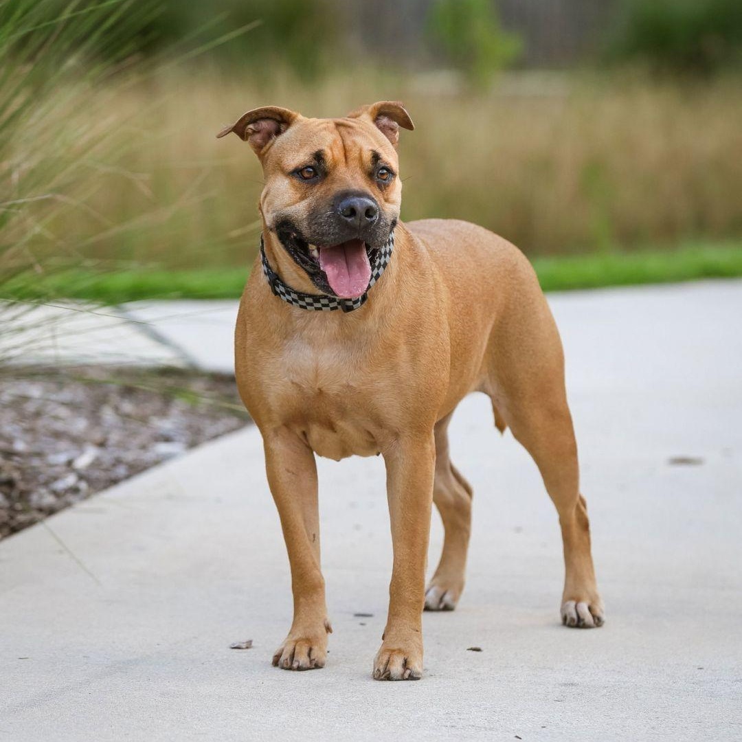 Sweetie, a Adoptable mixed breed in Cumberland, RI image 3/6