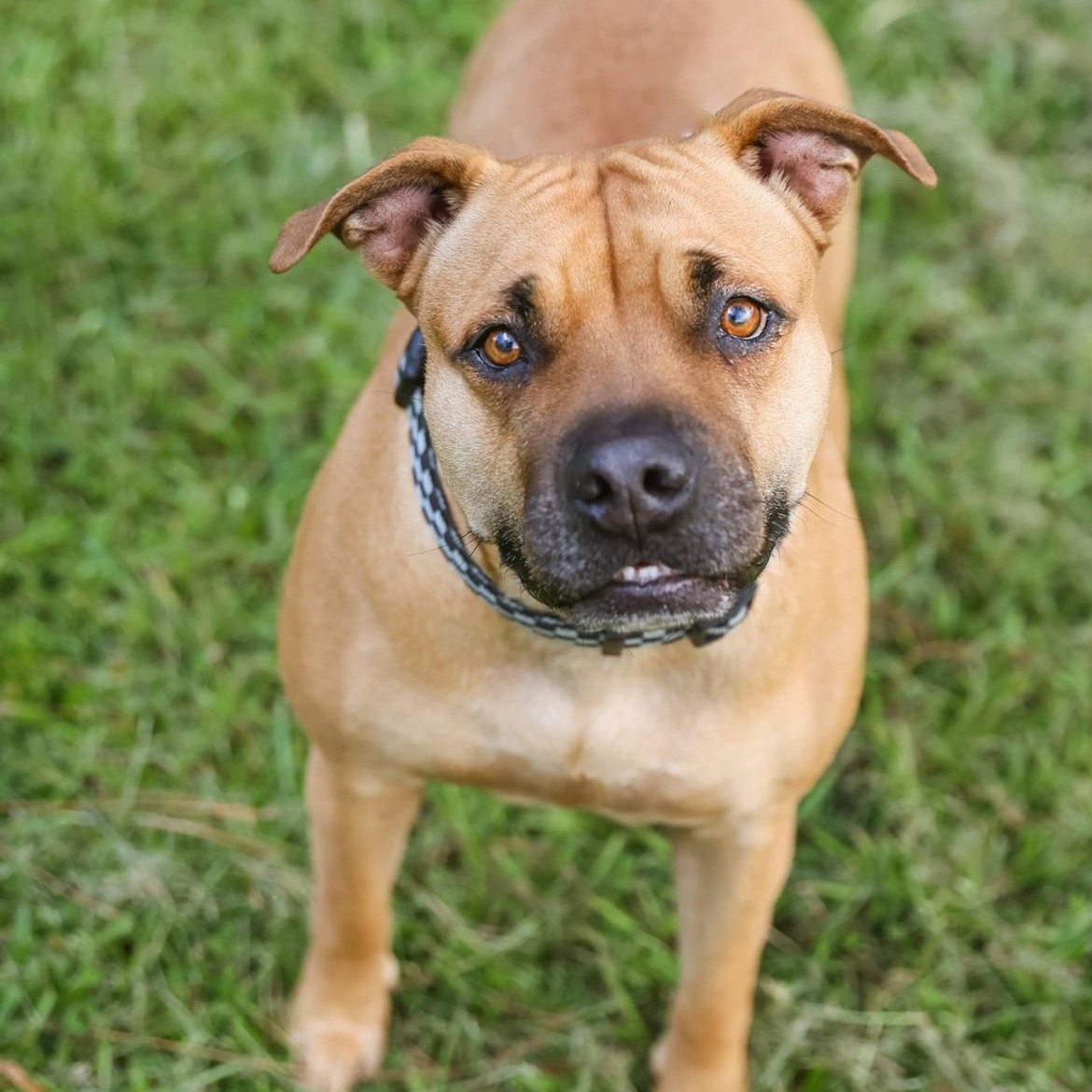 Sweetie, a Adoptable mixed breed in Cumberland, RI image 2/6