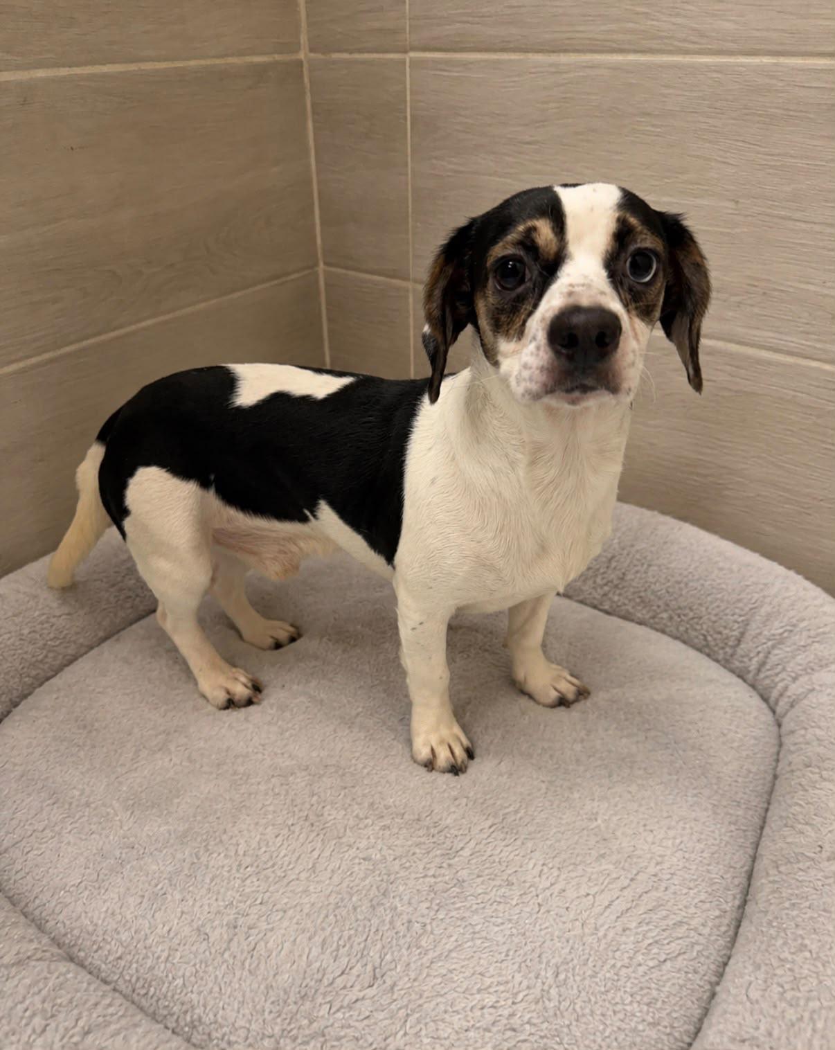 Ymir, adopted, Young Male Mixed Breed & Dachshund.