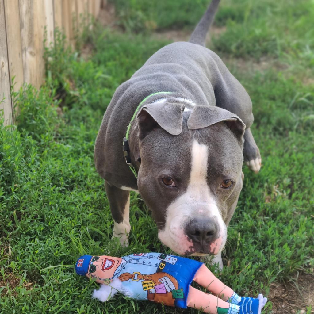 Chino, Adoptable, Senior Male English Bulldog & Terrier.