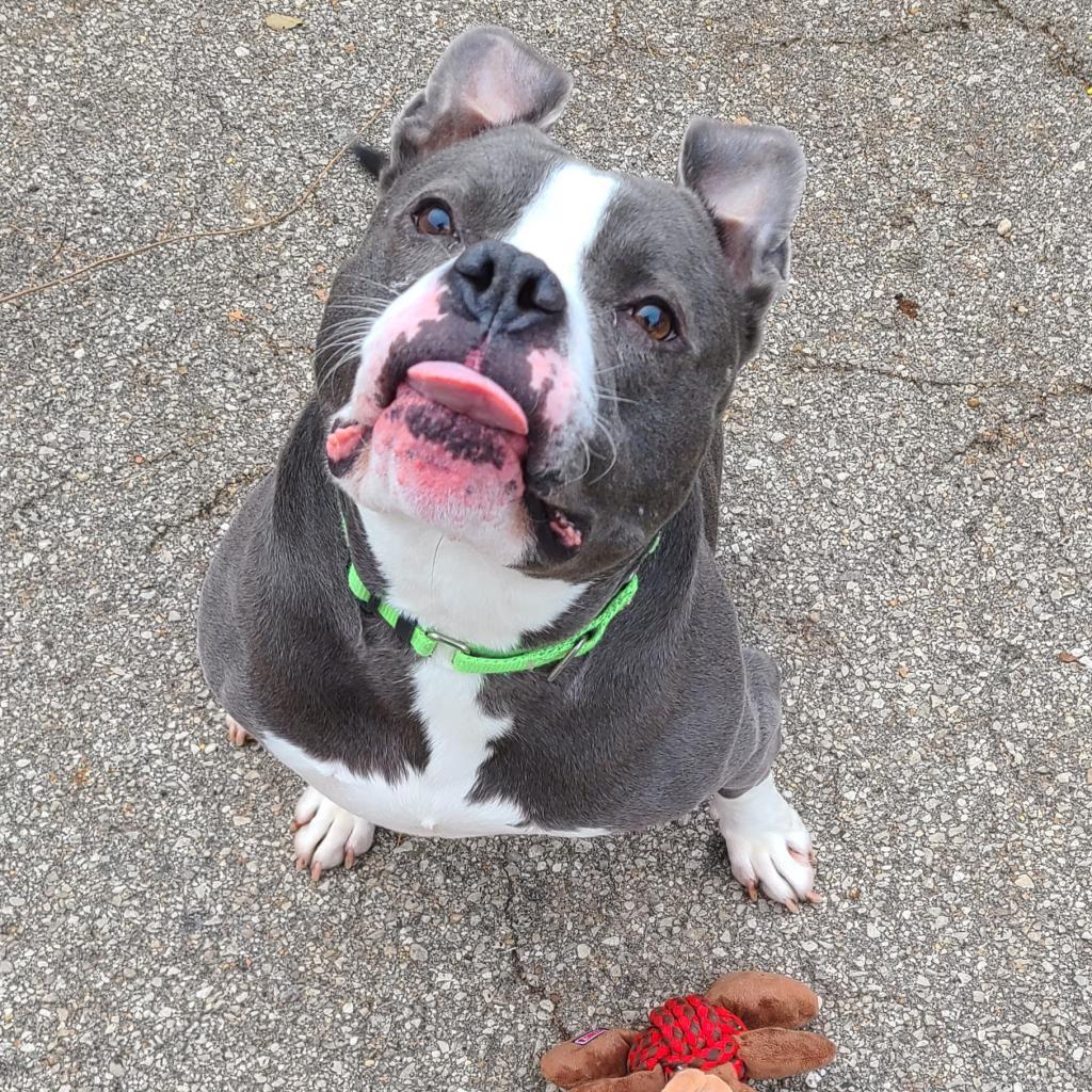 Chino, a Adoptable mixed breed in West Des Moines, IA image 3/6
