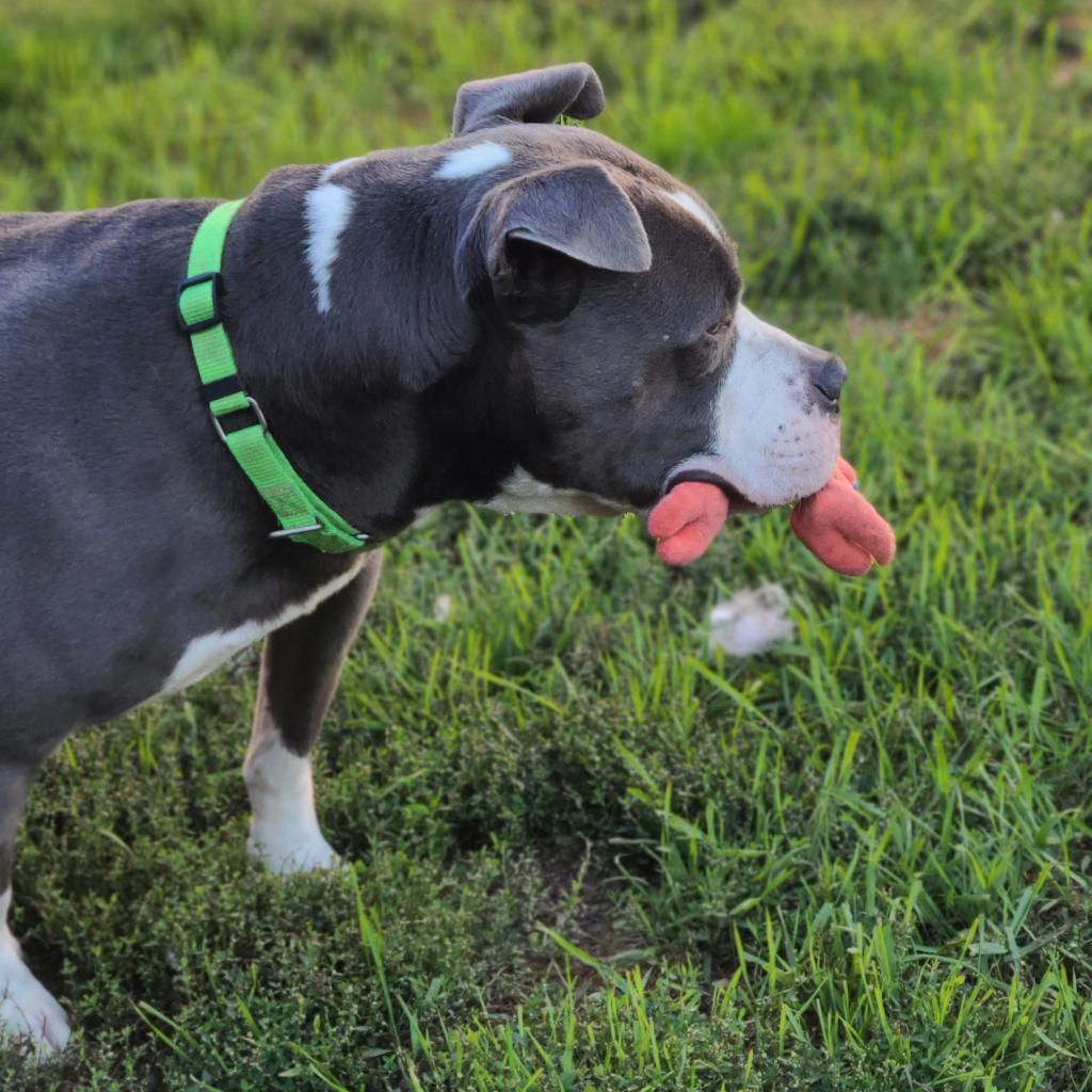 Chino, a Adoptable mixed breed in West Des Moines, IA image 4/6