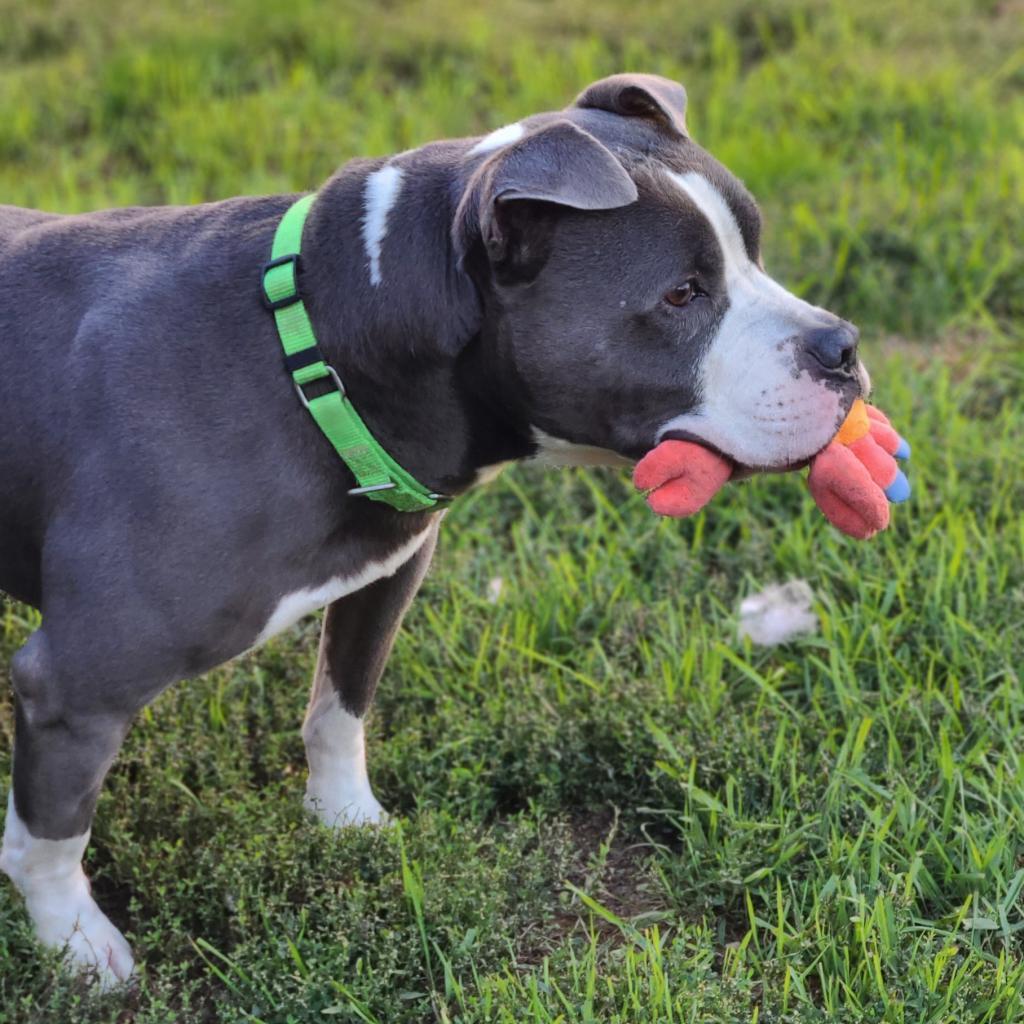 Chino, a Adoptable mixed breed in West Des Moines, IA image 5/6